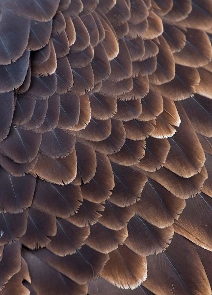 Su, Keren 아티스트의 Close-up of Bald Eagle feather-Homer-Alaska-USA작품입니다.